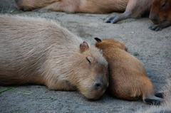 すやすや眠る母と仔