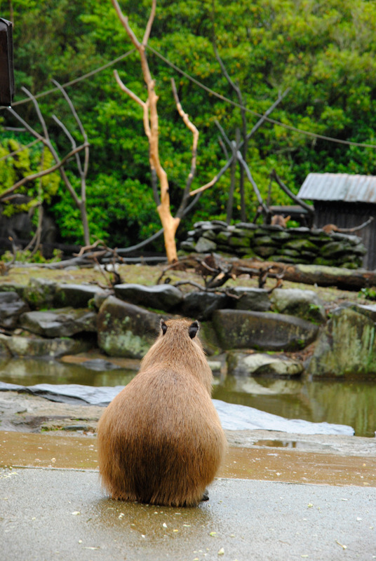 黄昏れるカピバラ