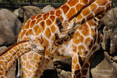 横浜市立金沢動物園のうらら