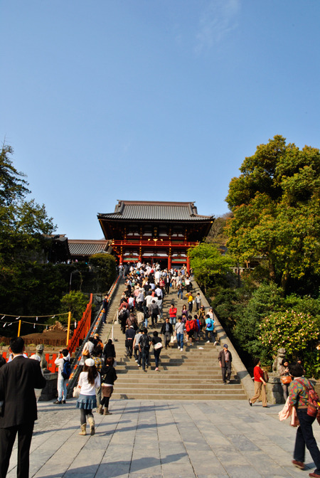 大銀杏が無くなってしまった鶴岡八幡宮