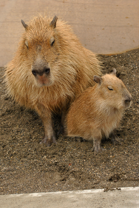 親子の２ショット！