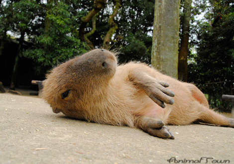 甘えるカピバラ