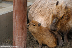 ペエー君と子カピ