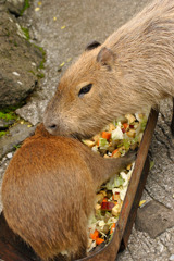 甘噛みで追い返す