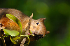 新芽を食べる