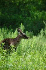 草原のカンガルー