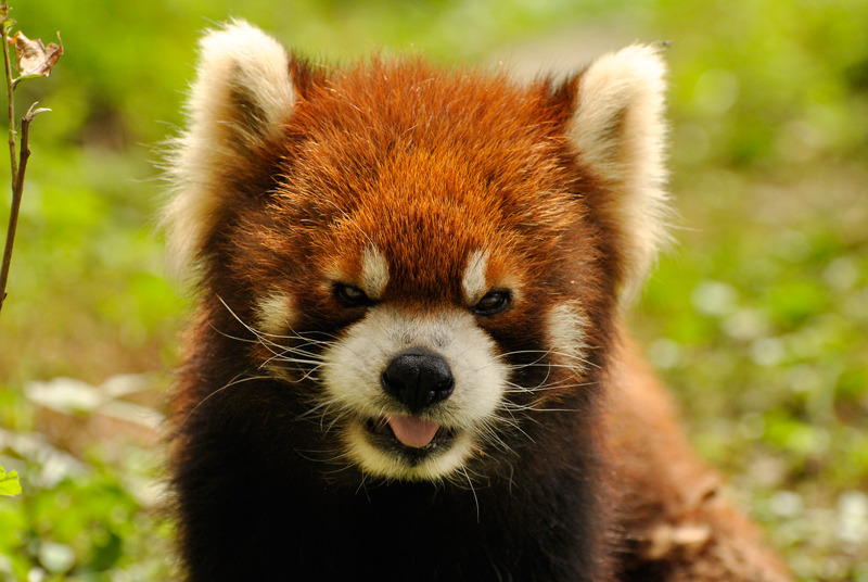 レッサーパンダ