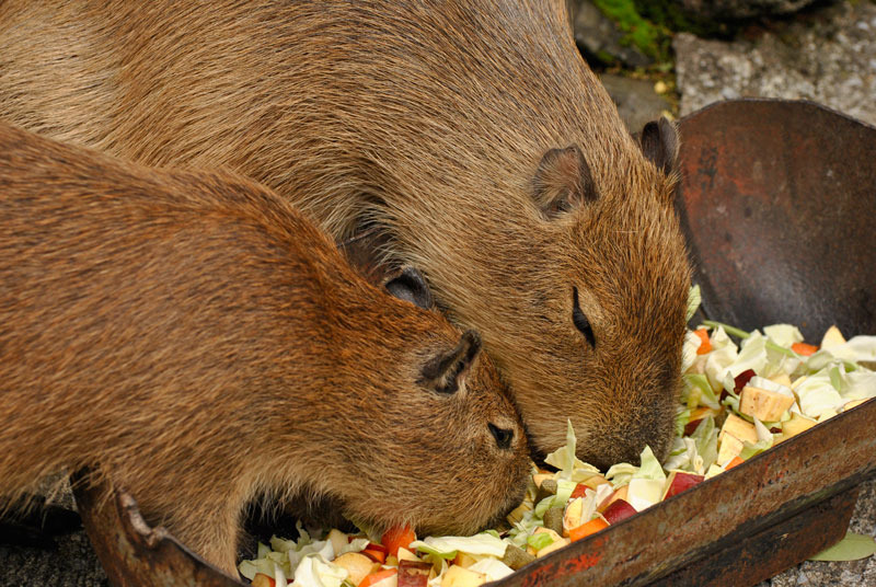 仲良くごはんを食べるカピバラ兄弟？