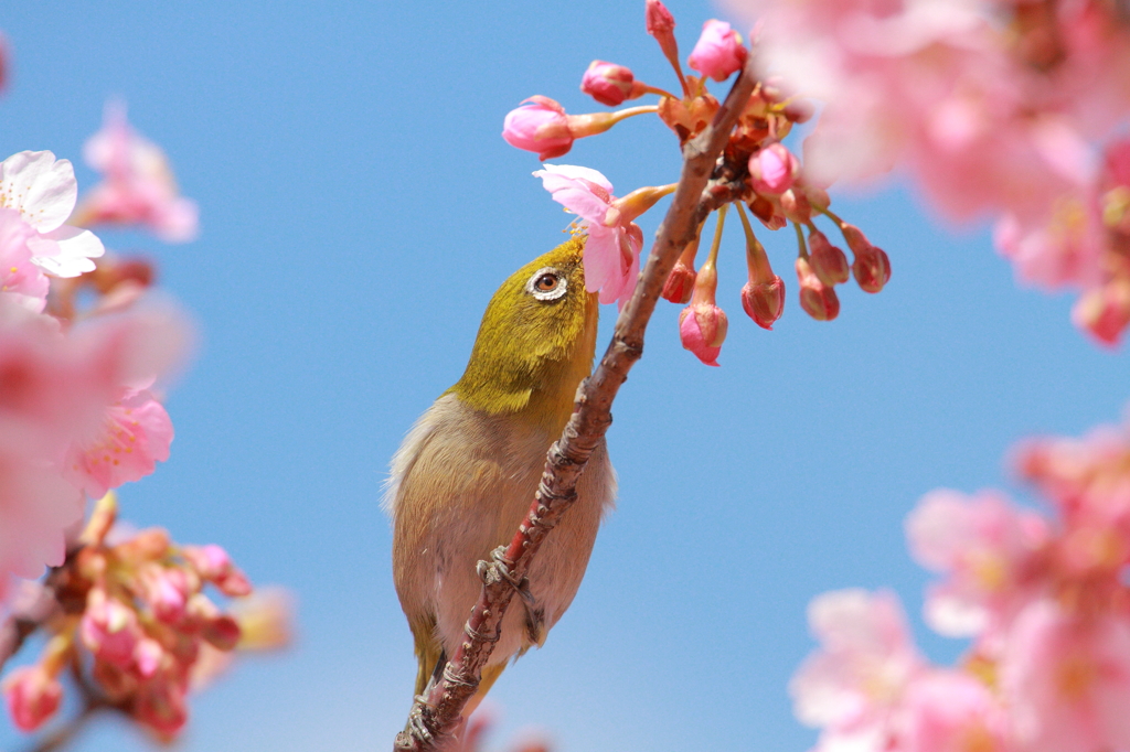 桜とメジロ
