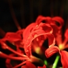 花弁