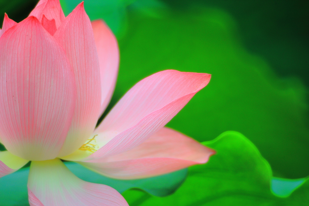 桃色の花