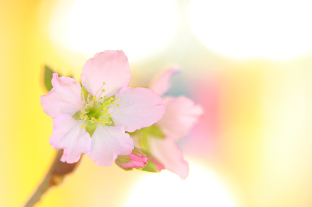 季節はずれの桜