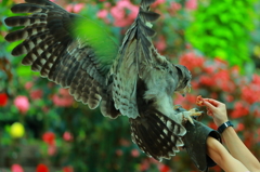 富士花鳥園