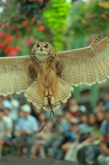 富士花鳥園