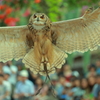 富士花鳥園