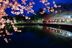 水面の桜