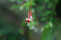 富士花鳥園～花～