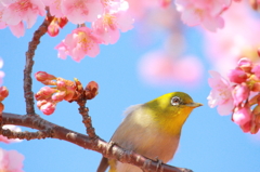 桜とメジロ