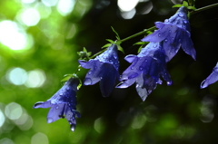 通り雨と花