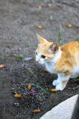 秋の木の実と新しい子猫