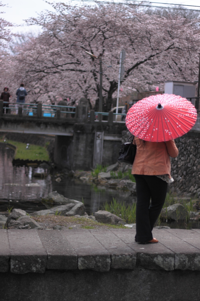 桜と和傘