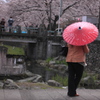 桜と和傘