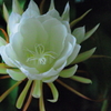 白い花