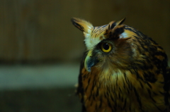 富士花鳥園