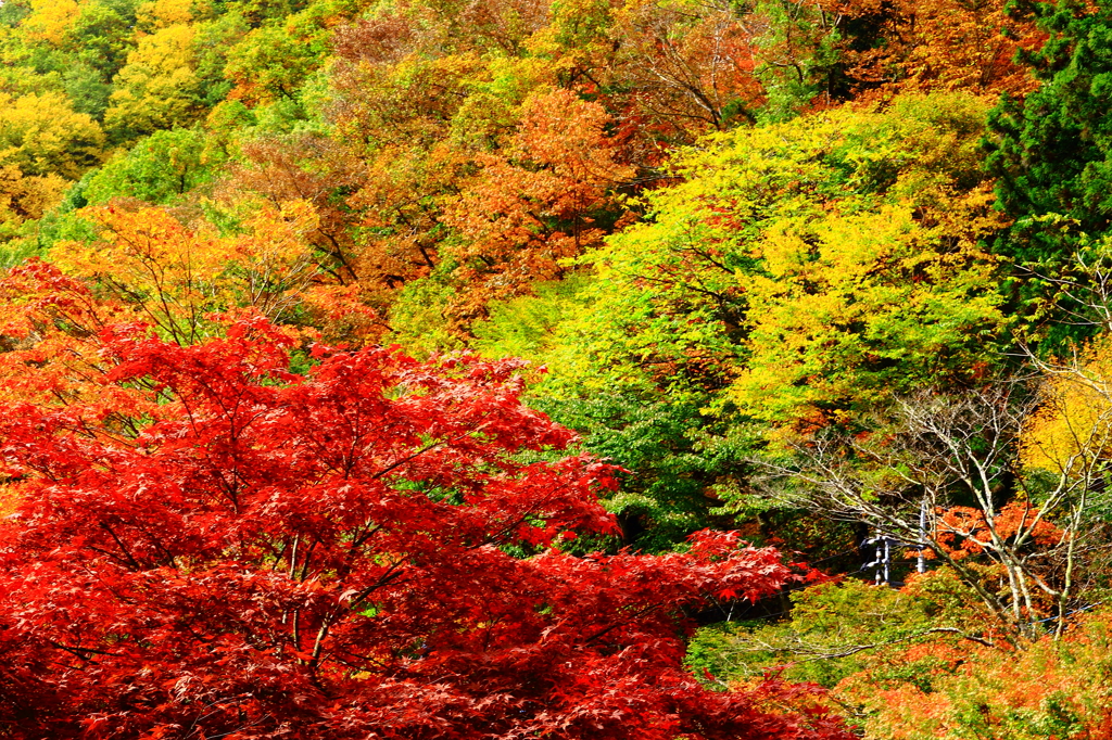 紅く染まる