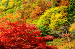 紅く染まる