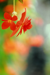 富士花鳥園～花～