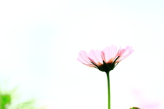 空へ…