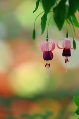 富士花鳥園～花～