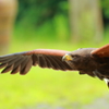 富士花鳥園