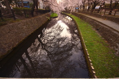 水面の桜