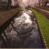 水面の桜