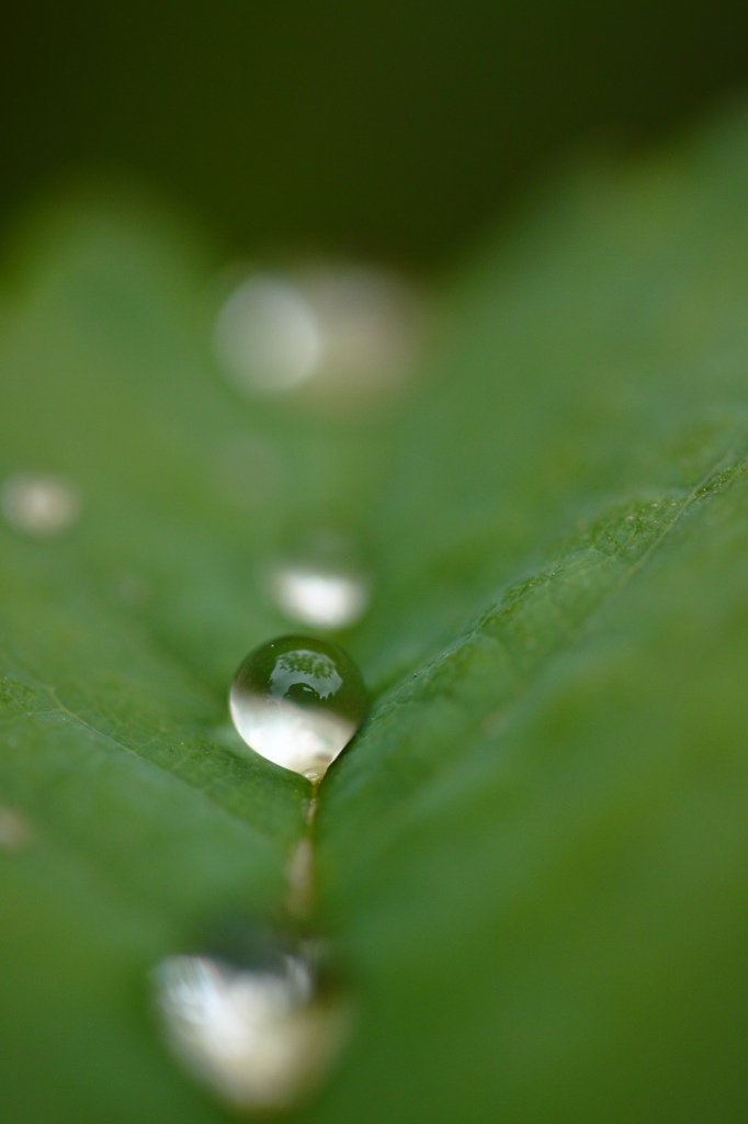水玉