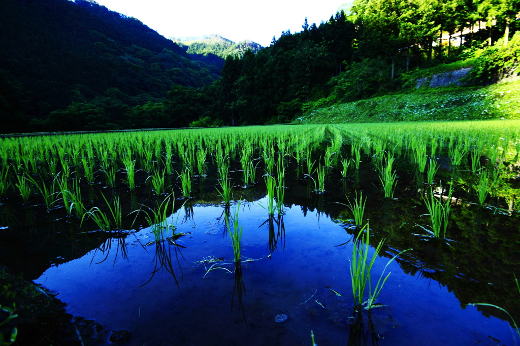 青田