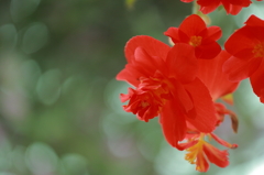 富士花鳥園～花～