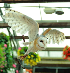 富士花鳥園