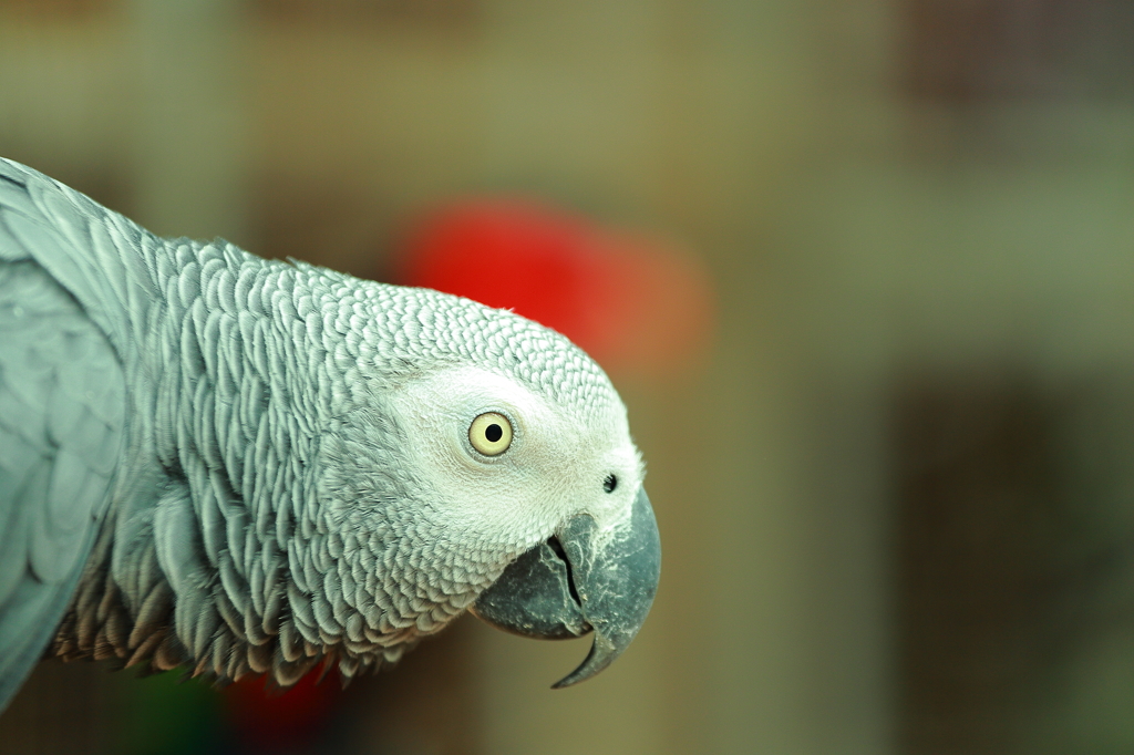 富士花鳥園