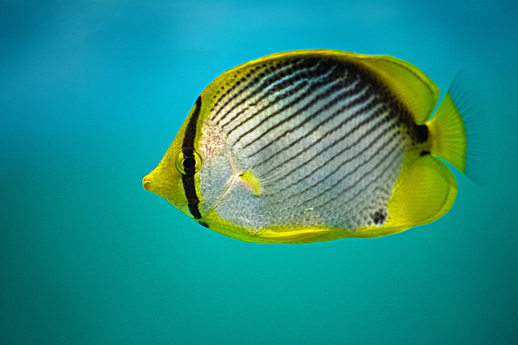 黄色い魚