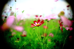 一輪の花