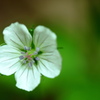 野草