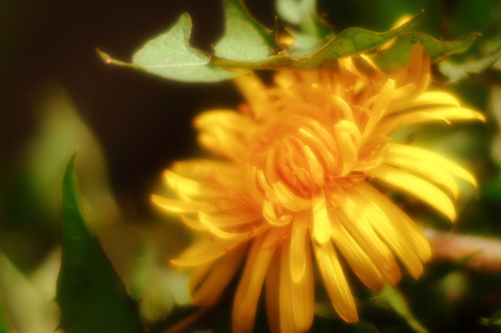 タンポポの日傘