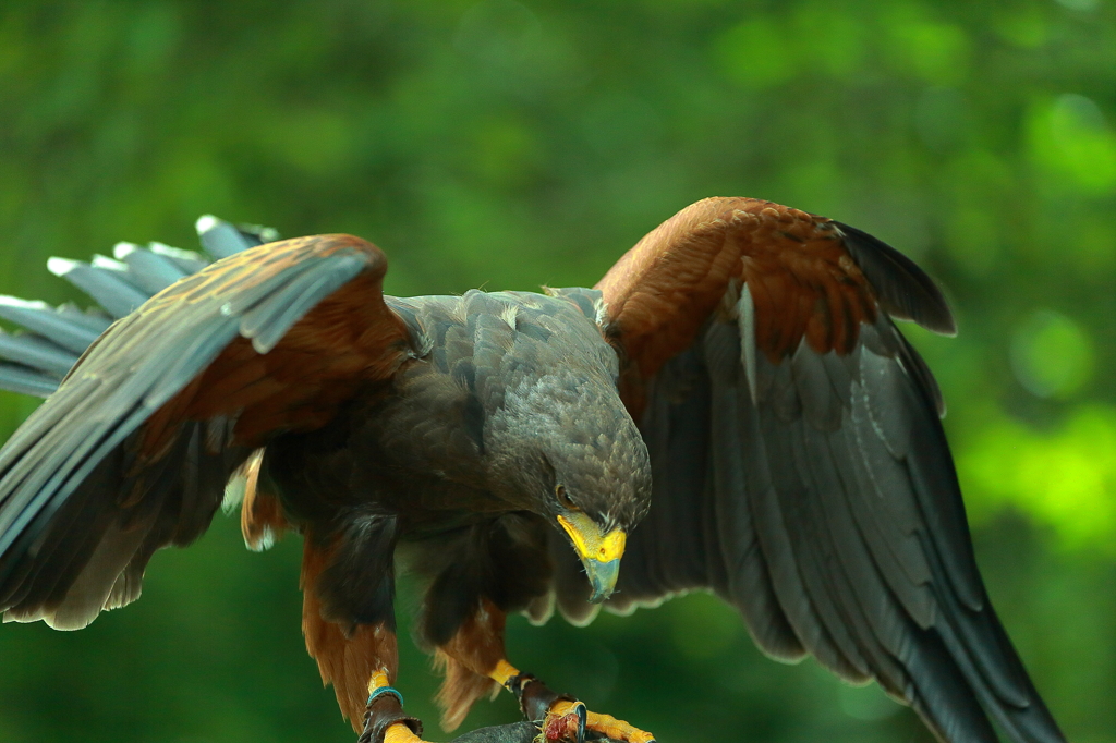 富士花鳥園