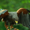 富士花鳥園