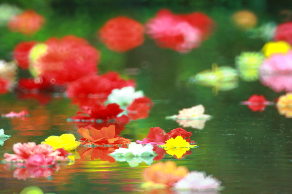 富士花鳥園～花～