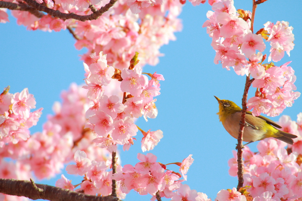 桜とメジロ