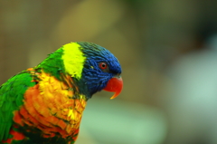 富士花鳥園